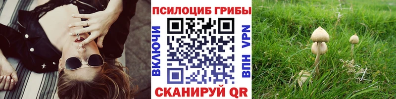 Галлюциногенные грибы Psilocybe  как найти   Жиздра 